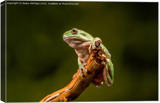 White's Tree Frog Canvas Print by Beata Aldridge