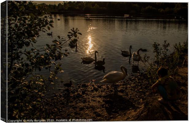 Dusk Serenade: Swans on Tranquil Lake Canvas Print by Holly Burgess