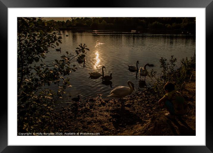 Dusk Serenade: Swans on Tranquil Lake Framed Mounted Print by Holly Burgess