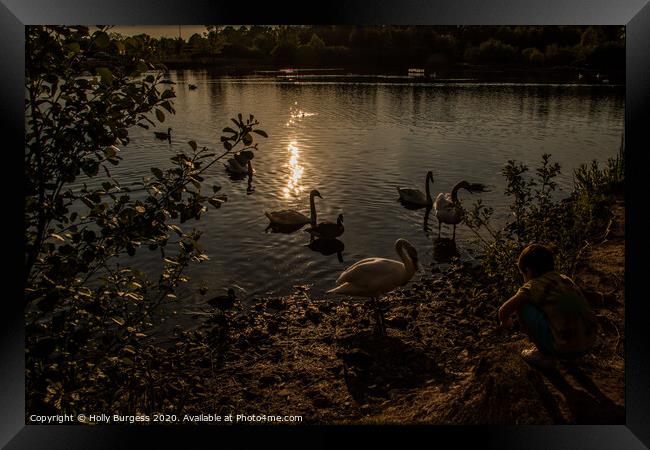 Dusk Serenade: Swans on Tranquil Lake Framed Print by Holly Burgess