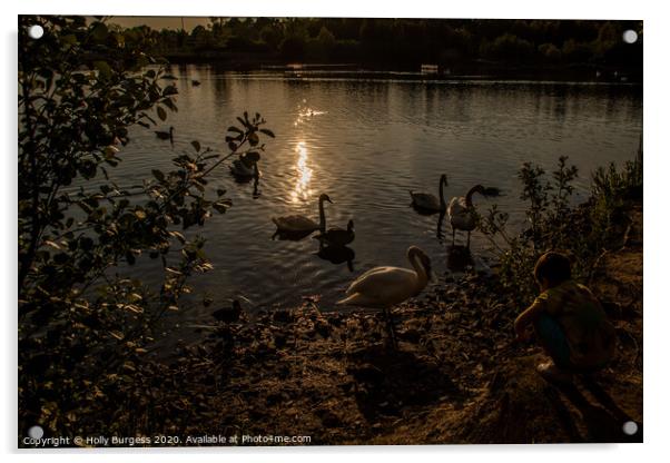 Dusk Serenade: Swans on Tranquil Lake Acrylic by Holly Burgess