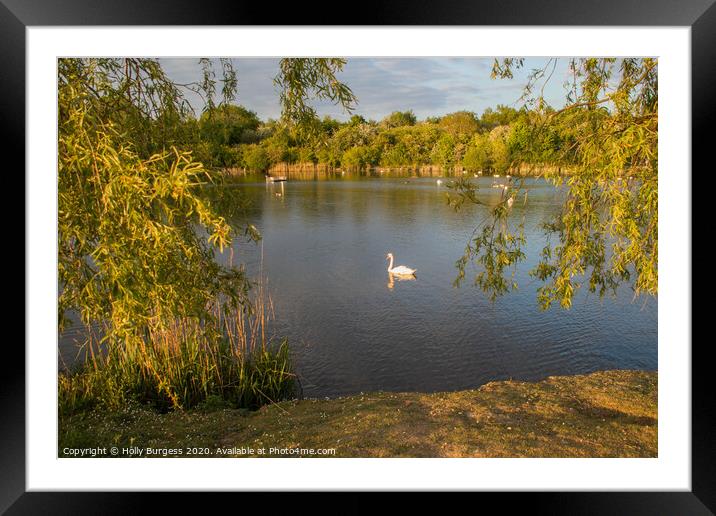 swan lake late in the evening Outdoor waterside Framed Mounted Print by Holly Burgess