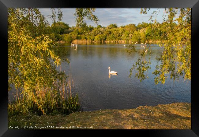 swan lake late in the evening Outdoor waterside Framed Print by Holly Burgess