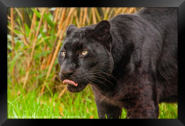 Black Panther, large cat,  Framed Print by Holly Burgess