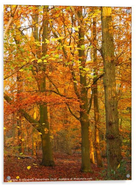 Autumnal Beeches in Hertfordshire     Acrylic by Elizabeth Debenham