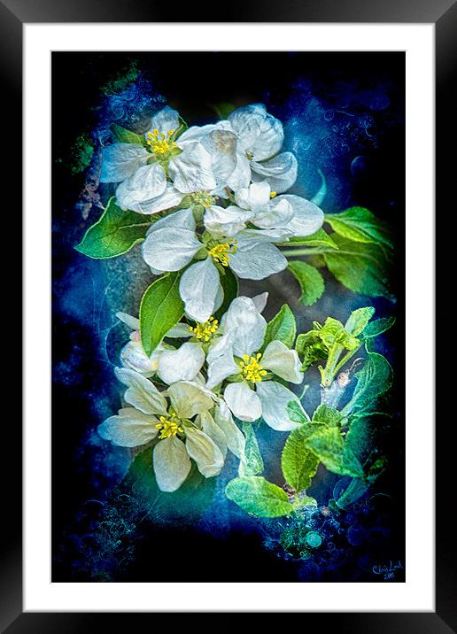 Pixie Blossoms Framed Mounted Print by Chris Lord