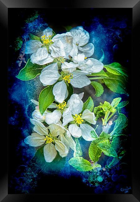 Pixie Blossoms Framed Print by Chris Lord