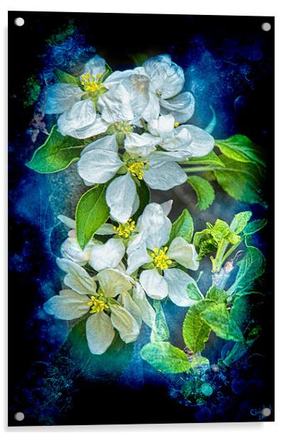 Pixie Blossoms Acrylic by Chris Lord