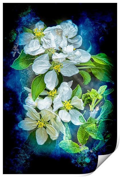 Pixie Blossoms Print by Chris Lord