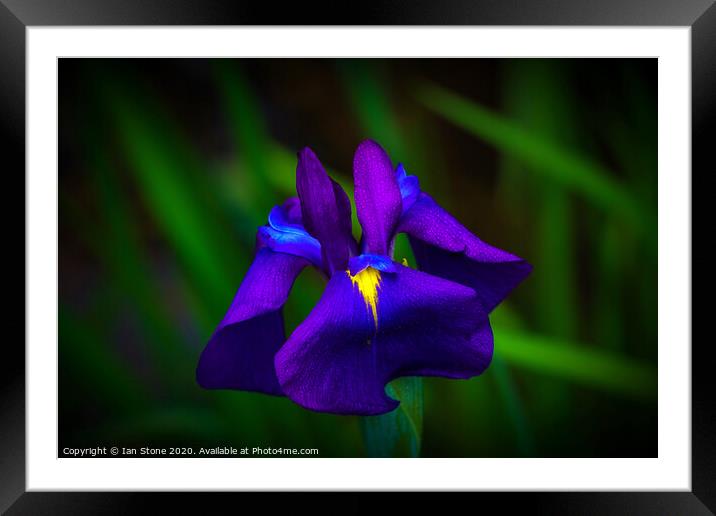 Iris flowers  Framed Mounted Print by Ian Stone