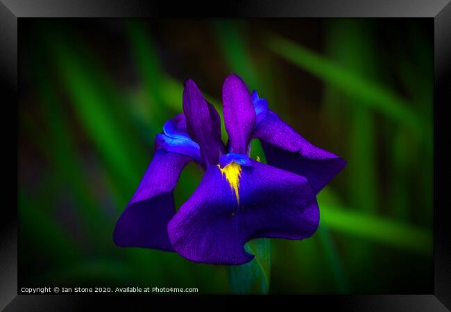 Iris flowers  Framed Print by Ian Stone
