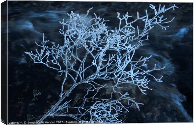  frost covered shrub Canvas Print by Sergio Delle Vedove