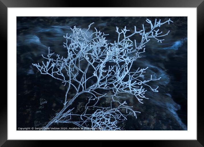  frost covered shrub Framed Mounted Print by Sergio Delle Vedove