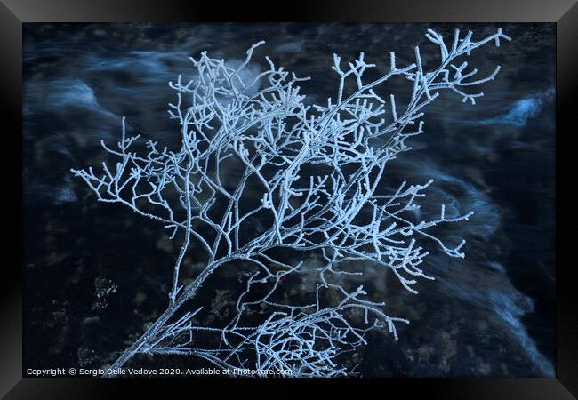  frost covered shrub Framed Print by Sergio Delle Vedove