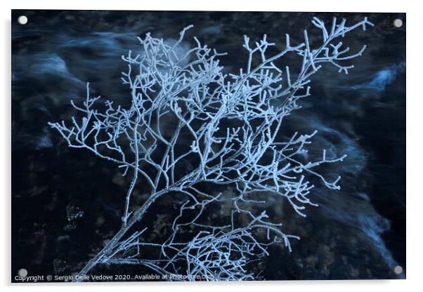  frost covered shrub Acrylic by Sergio Delle Vedove