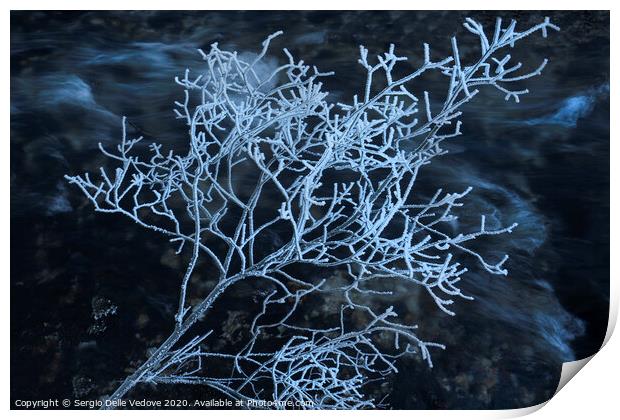  frost covered shrub Print by Sergio Delle Vedove