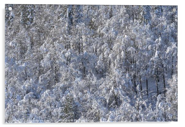 forest in winter Acrylic by Sergio Delle Vedove