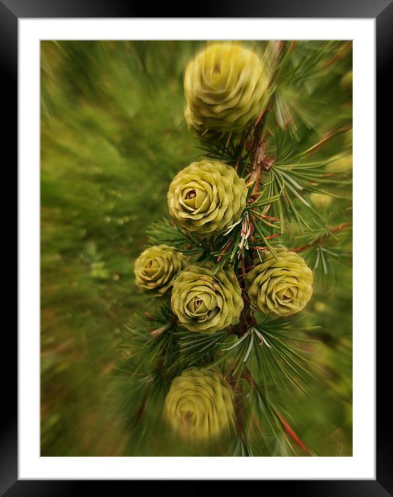 Pine Cone Swirl Framed Mounted Print by Susie Hawkins