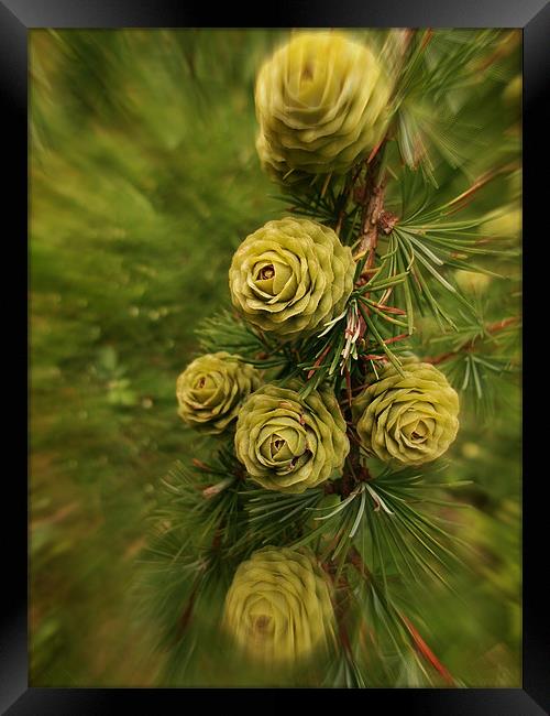 Pine Cone Swirl Framed Print by Susie Hawkins
