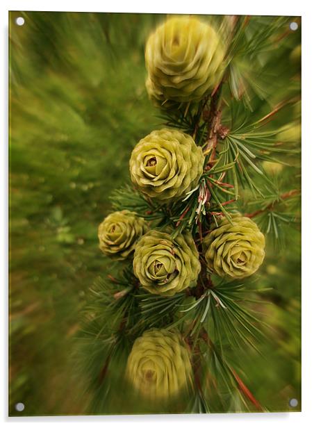 Pine Cone Swirl Acrylic by Susie Hawkins