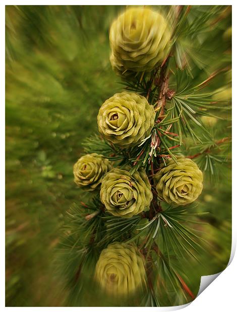 Pine Cone Swirl Print by Susie Hawkins