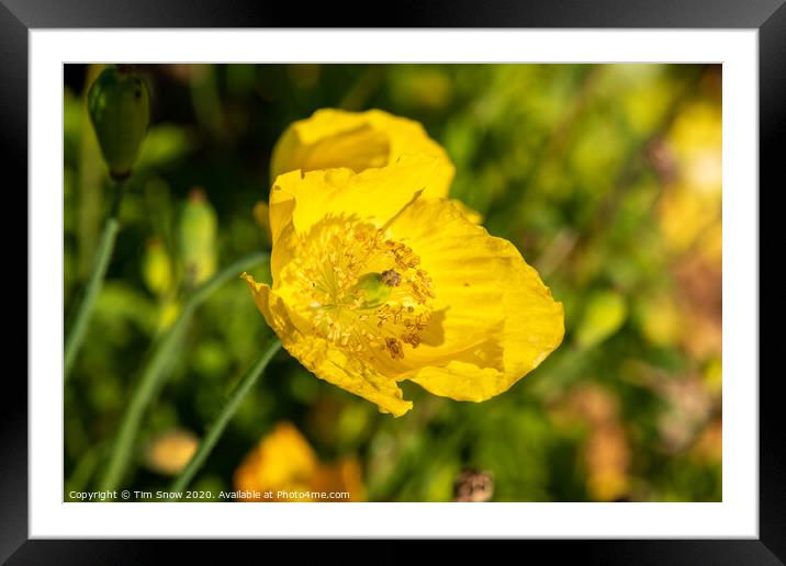 Yellow wild poppy Framed Mounted Print by Tim Snow