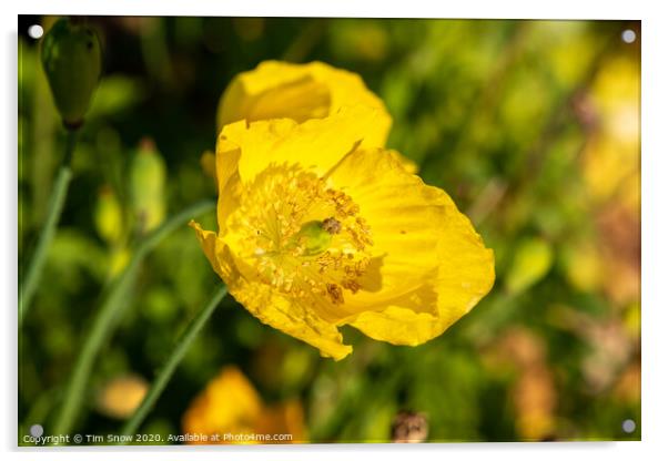 Yellow wild poppy Acrylic by Tim Snow