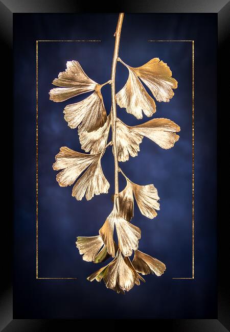 Golden Gingko Framed Print by Steffen Gierok-Latniak