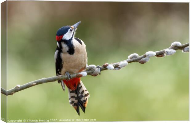 Great Spotted Woodpecker Canvas Print by Thomas Herzog