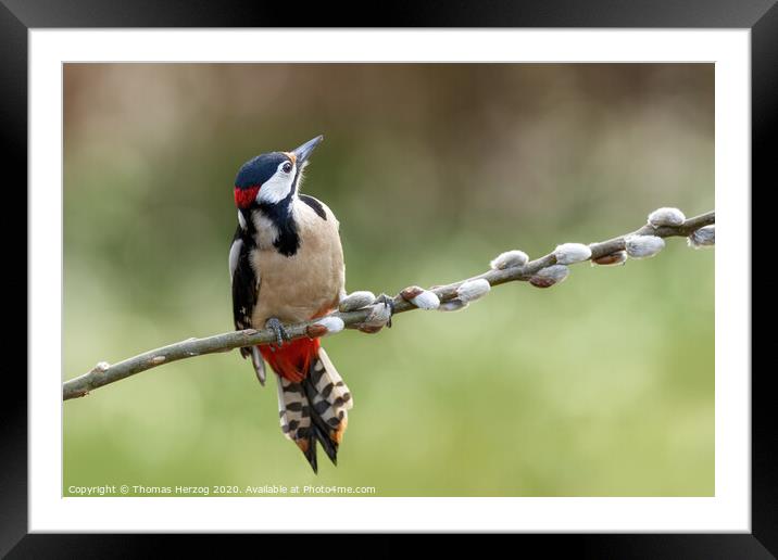 Great Spotted Woodpecker Framed Mounted Print by Thomas Herzog
