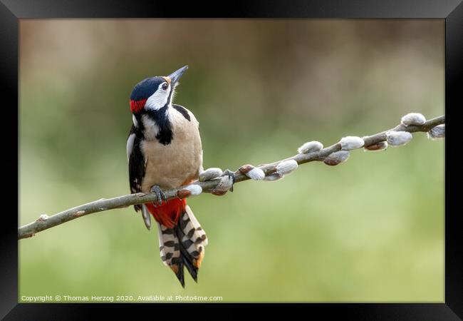 Great Spotted Woodpecker Framed Print by Thomas Herzog