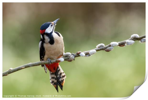 Great Spotted Woodpecker Print by Thomas Herzog