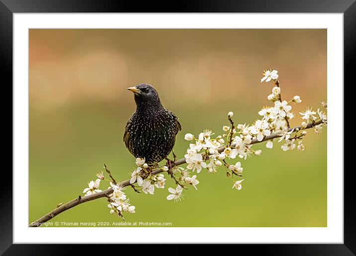 Starling is looking for spring Framed Mounted Print by Thomas Herzog