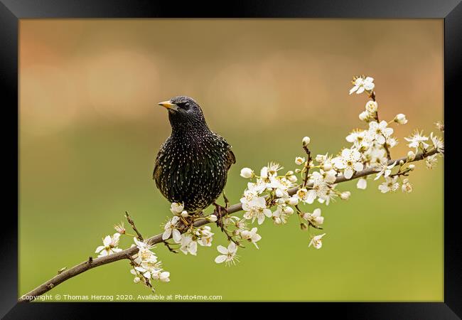 Starling is looking for spring Framed Print by Thomas Herzog