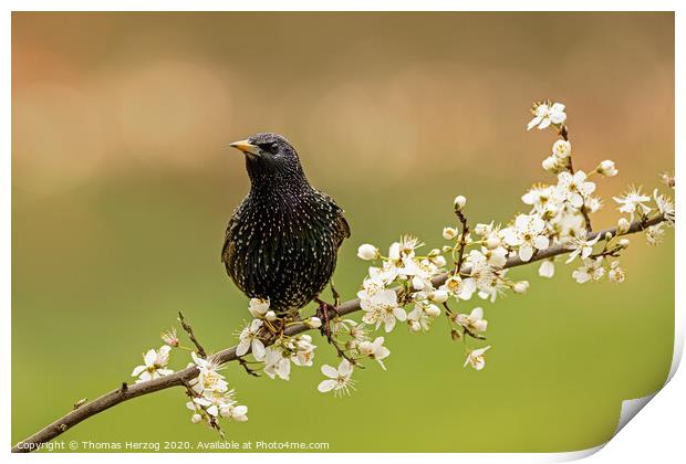 Starling is looking for spring Print by Thomas Herzog