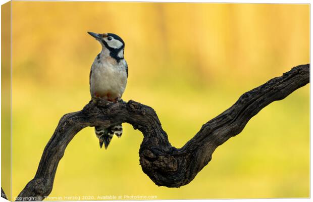 Great spotted woodpecker Canvas Print by Thomas Herzog