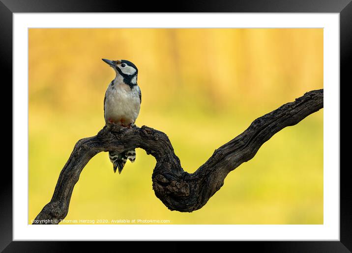 Great spotted woodpecker Framed Mounted Print by Thomas Herzog