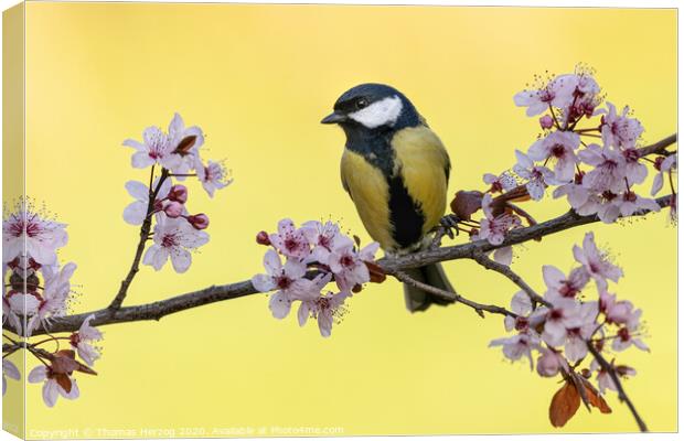 Great tit with pink plum blossoms Canvas Print by Thomas Herzog