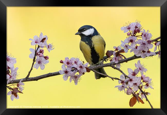 Great tit with pink plum blossoms Framed Print by Thomas Herzog