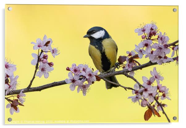 Great tit with pink plum blossoms Acrylic by Thomas Herzog