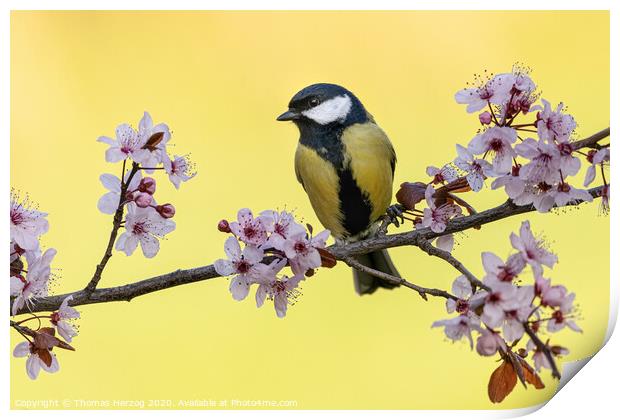 Great tit with pink plum blossoms Print by Thomas Herzog