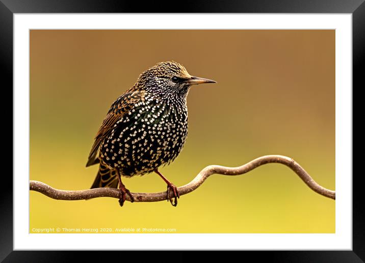 Starling Framed Mounted Print by Thomas Herzog