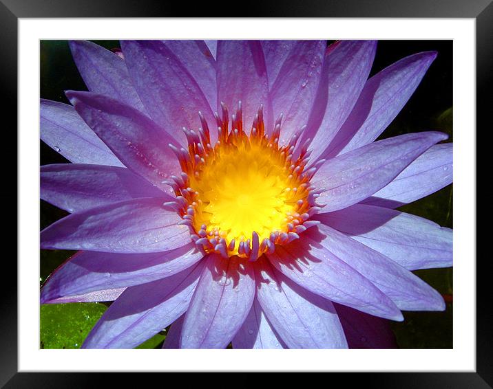 Cape Blue Water Lily from Above Framed Mounted Print by Serena Bowles
