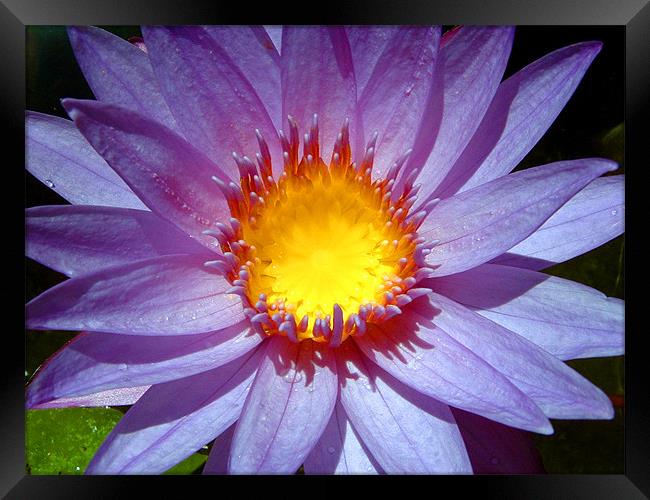 Cape Blue Water Lily from Above Framed Print by Serena Bowles