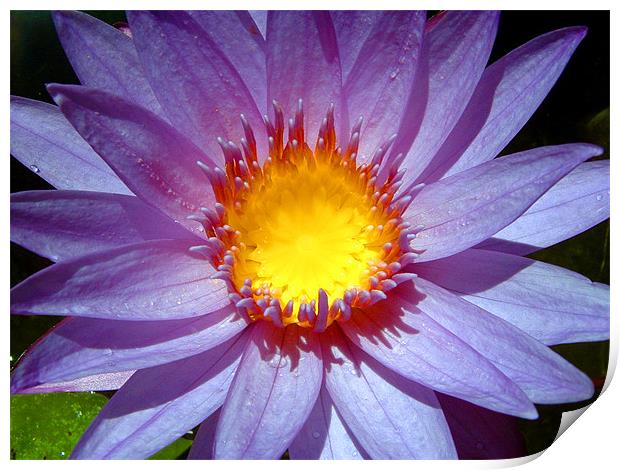 Cape Blue Water Lily from Above Print by Serena Bowles