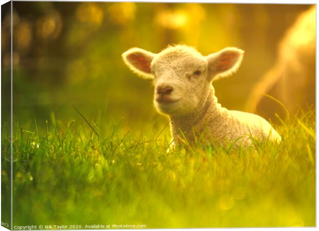 Young lamb enjoying the sunshine  Canvas Print by Nik Taylor