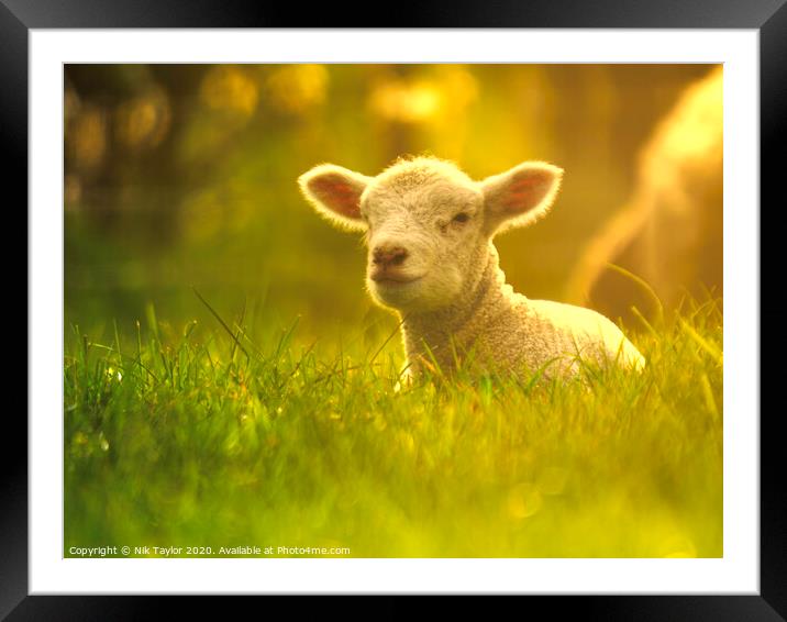 Young lamb enjoying the sunshine  Framed Mounted Print by Nik Taylor