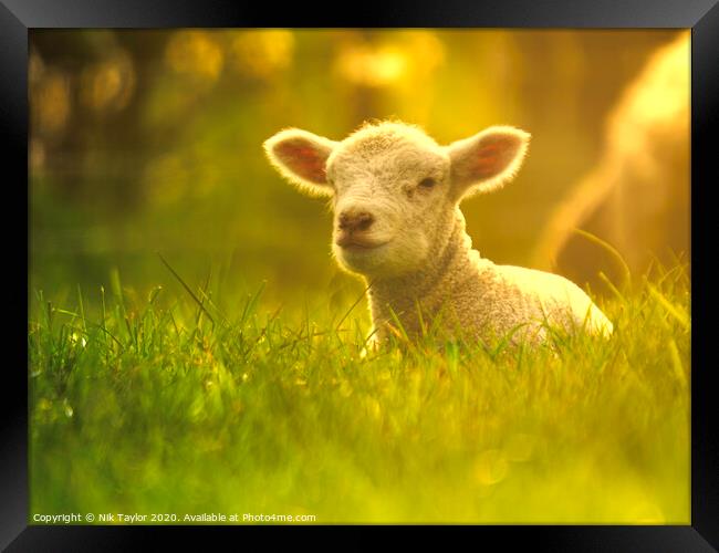 Young lamb enjoying the sunshine  Framed Print by Nik Taylor