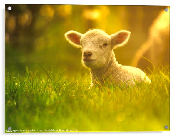 Young lamb enjoying the sunshine  Acrylic by Nik Taylor