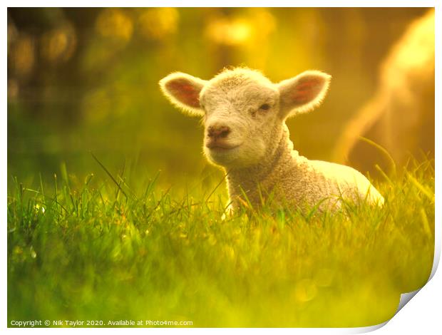 Young lamb enjoying the sunshine  Print by Nik Taylor